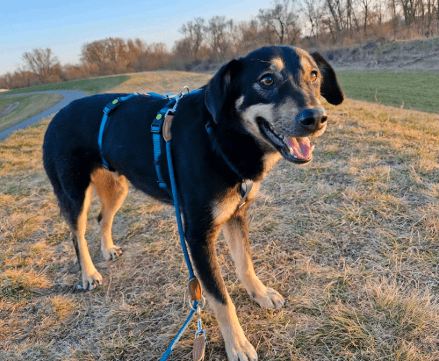 2025 02 24 14 33 01 Sanfter Houdini ❤️ Verzaubert Auch Euer Herz! In Rheinland Pfalz Grolsheim M