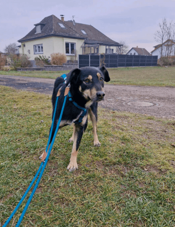 2025 02 24 14 33 14 Sanfter Houdini ❤️ Verzaubert Auch Euer Herz! In Rheinland Pfalz Grolsheim M