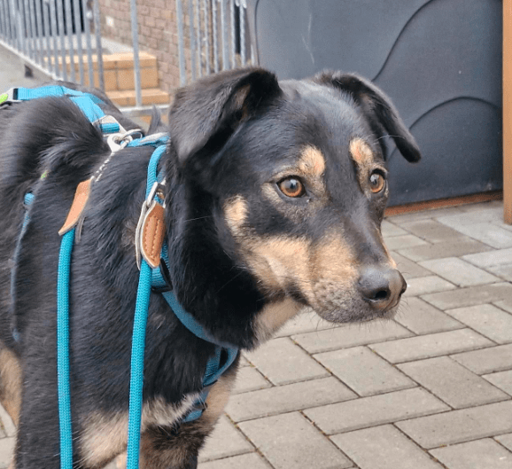 2025 02 24 14 33 23 Sanfter Houdini ❤️ Verzaubert Auch Euer Herz! In Rheinland Pfalz Grolsheim M