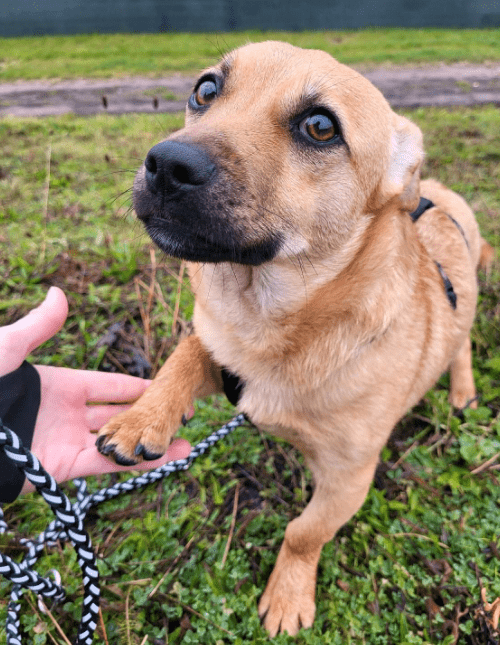 2024 08 11 22 37 24 Goldstück Taavi ❤️ Sucht Seine Menschen! In Rheinland Pfalz Kisselbach Misch