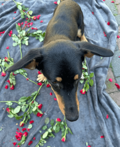 2026 01 19 09 31 18 Quick Alignment New Marketing Project Besprechung