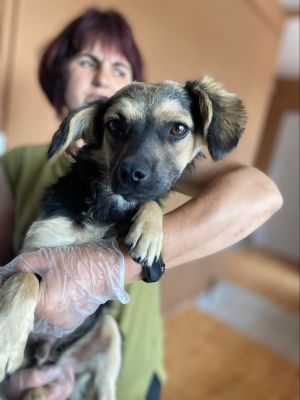 Gizmo (BV)