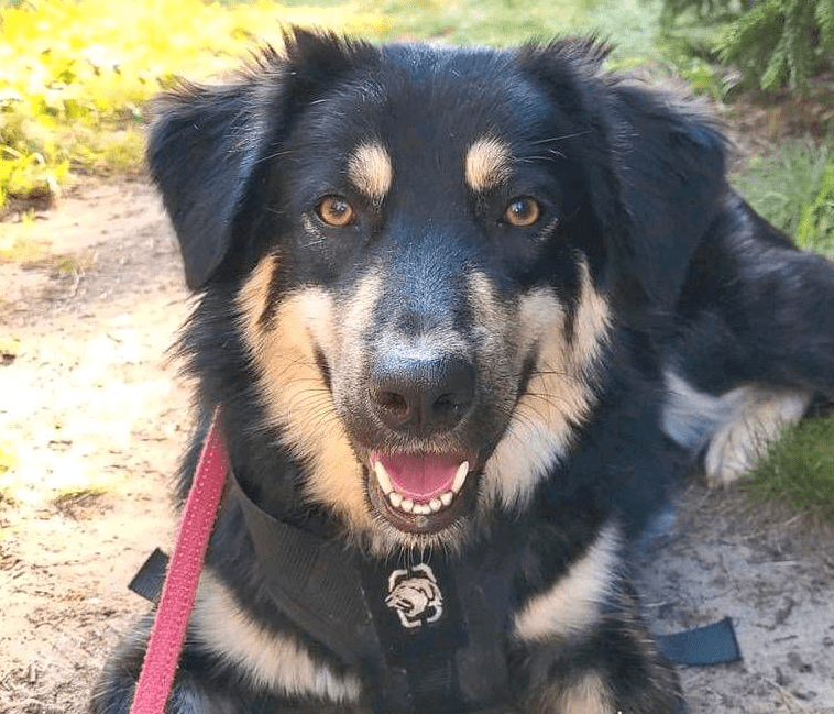 2024 08 21 14 40 24 Bildschöner Bilbo ❤️ Mit Seidig Glänzendem Fell In Niedersachsen Buchholz (all