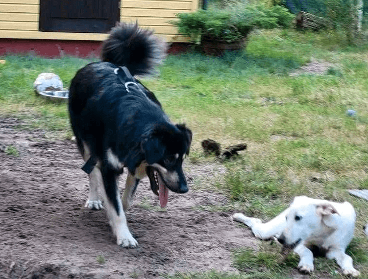 2024 08 21 14 40 28 Bildschöner Bilbo ❤️ Mit Seidig Glänzendem Fell In Niedersachsen Buchholz (all