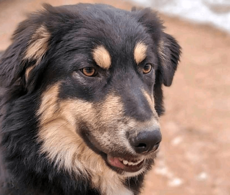 2024 08 21 14 40 44 Bildschöner Bilbo ❤️ Mit Seidig Glänzendem Fell In Niedersachsen Buchholz (all