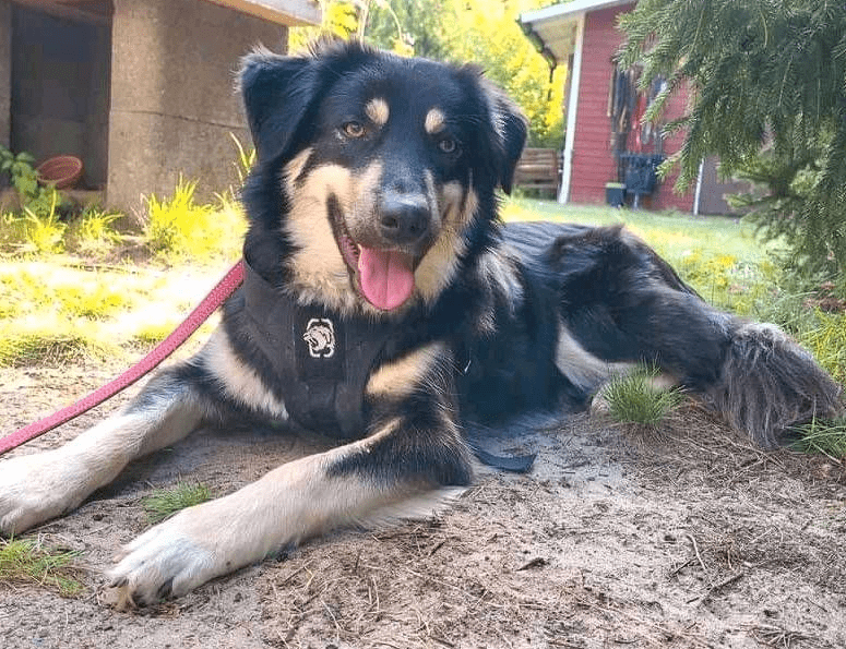 2024 08 21 14 40 48 Bildschöner Bilbo ❤️ Mit Seidig Glänzendem Fell In Niedersachsen Buchholz (all