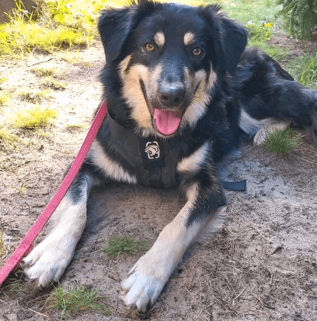 2024 08 21 14 40 53 Bildschöner Bilbo ❤️ Mit Seidig Glänzendem Fell In Niedersachsen Buchholz (all