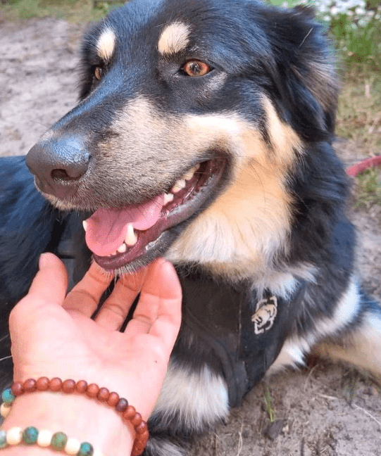 2024 08 21 14 41 14 Bildschöner Bilbo ❤️ Mit Seidig Glänzendem Fell In Niedersachsen Buchholz (all