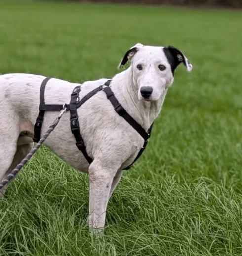 2025 09 26 10 14 27 chat kampmeyer, katherine microsoft teams