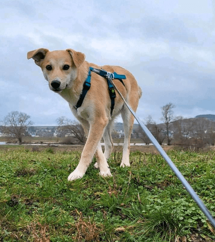 2024 01 07 11 40 48 Traumhund Floyd ❤️ Sucht Seine Familie In Rheinland Pfalz Grolsheim Mischli