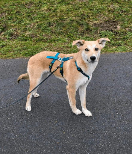 2024 01 07 11 41 01 Traumhund Floyd ❤️ Sucht Seine Familie In Rheinland Pfalz Grolsheim Mischli