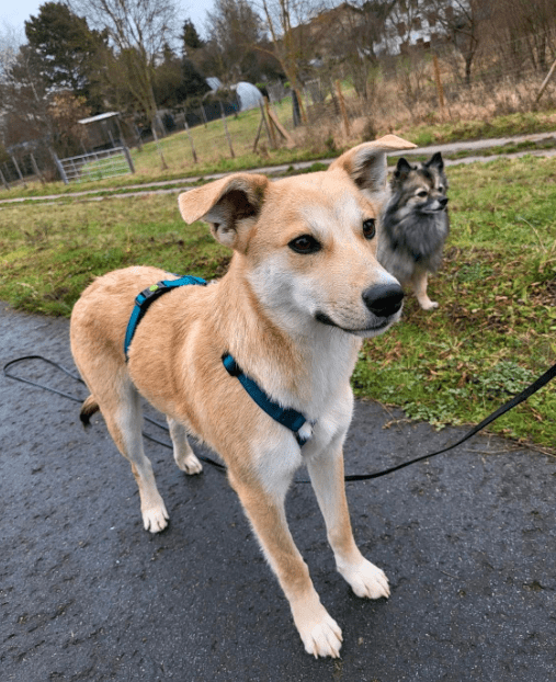 2024 01 07 11 41 15 Traumhund Floyd ❤️ Sucht Seine Familie In Rheinland Pfalz Grolsheim Mischli