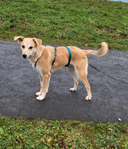 2024 01 07 11 41 27 Traumhund Floyd ❤️ Sucht Seine Familie In Rheinland Pfalz Grolsheim Mischli