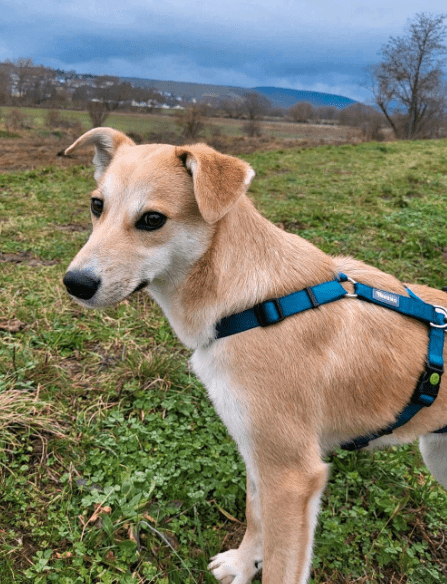 2024 01 07 11 41 46 Traumhund Floyd ❤️ Sucht Seine Familie In Rheinland Pfalz Grolsheim Mischli