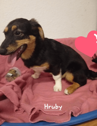 Hruby (G) – Glücksfellchen Tierhilfe e.V.