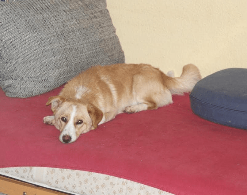 2024 01 24 14 44 24 Traumhund Urmel❤️ Sucht Seine Familie In Nordrhein Westfalen Neuss Mischlin