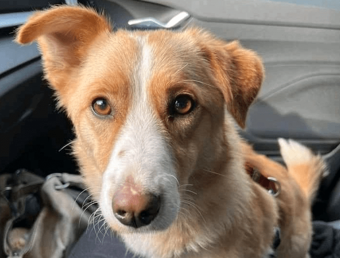 2024 02 21 20 03 36 Traumhund Urmel❤️ Sucht Seine Familie In Nordrhein Westfalen Neuss Mischlin