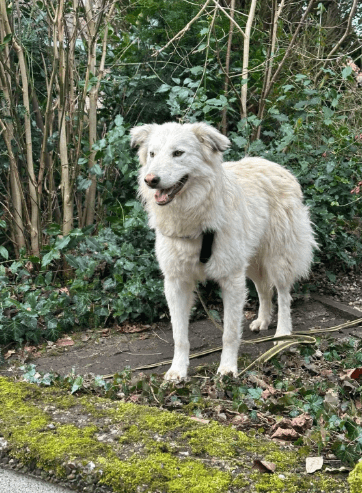 2025 02 27 21 54 43 Nate ❤️ Traumgefährte Im Karussell Des Lebens In Niedersachsen Wedemark Misc