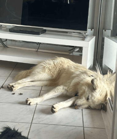 2025 02 27 21 54 46 Nate ❤️ Traumgefährte Im Karussell Des Lebens In Niedersachsen Wedemark Misc