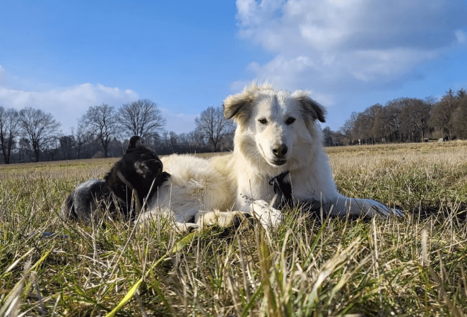 2025 02 27 21 55 02 Nate ❤️ Traumgefährte Im Karussell Des Lebens In Niedersachsen Wedemark Misc