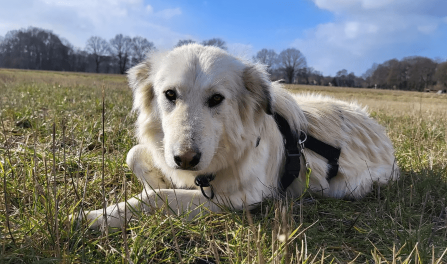 2025 02 27 21 55 08 Nate ❤️ Traumgefährte Im Karussell Des Lebens In Niedersachsen Wedemark Misc