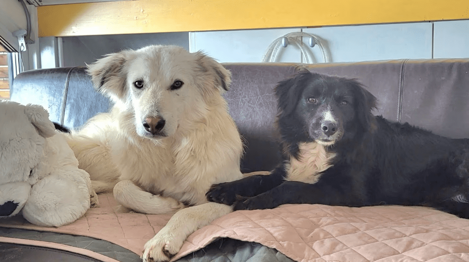 2025 02 27 21 55 29 Nate ❤️ Traumgefährte Im Karussell Des Lebens In Niedersachsen Wedemark Misc