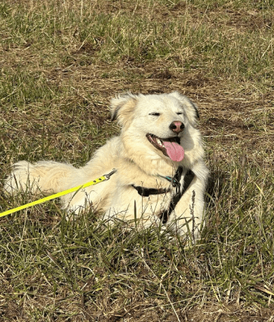 2025 02 27 21 55 39 Nate ❤️ Traumgefährte Im Karussell Des Lebens In Niedersachsen Wedemark Misc