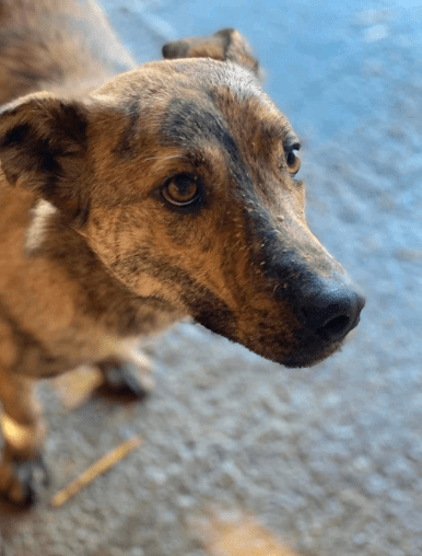 2024 06 10 20 18 01 Schoenheit Gucci ❤️ Sucht Sein Zuhause In Niedersachsen Schiffdorf Mischling