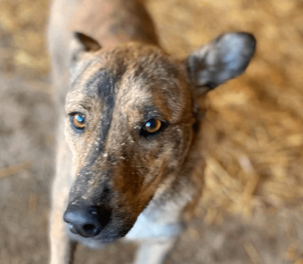 2024 06 10 20 18 06 Schoenheit Gucci ❤️ Sucht Sein Zuhause In Niedersachsen Schiffdorf Mischling