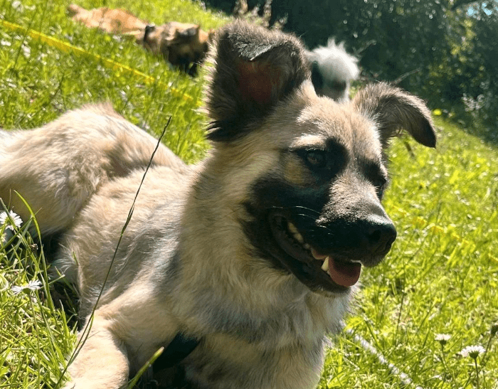 2024 06 10 20 28 17 Sanfte Mina ❤️ Sucht Ihre Herzensmenschen In Rheinland Pfalz Stadecken Elshei