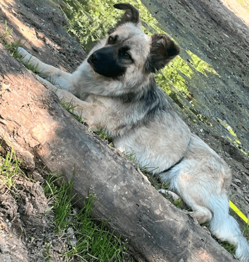 2024 06 10 20 28 32 Sanfte Mina ❤️ Sucht Ihre Herzensmenschen In Rheinland Pfalz Stadecken Elshei