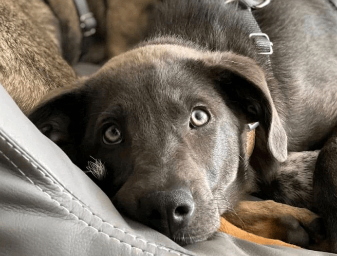 2024 06 10 20 36 15 Traumhund Irma❤️ Sucht Ihr Traumzuhause In Nordrhein Westfalen Herten Mischl
