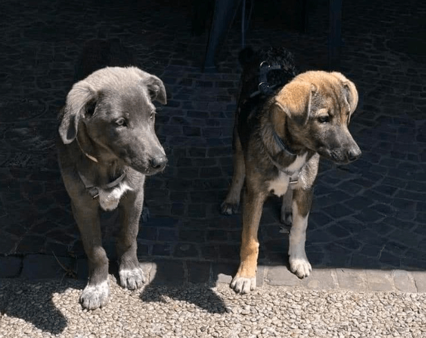 2024 06 10 20 36 50 Traumhund Irma❤️ Sucht Ihr Traumzuhause In Nordrhein Westfalen Herten Mischl