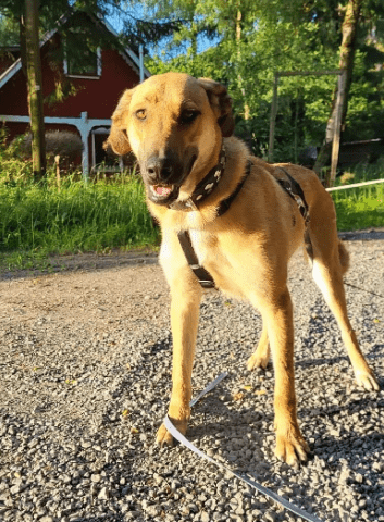 2024 06 25 09 19 11 Orlando ❤️traumhund Auf 4 Pfoten In Niedersachsen Buchholz Aller Mischling