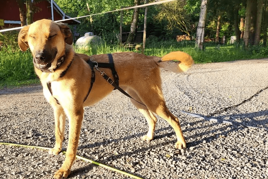 2024 06 25 09 19 14 Orlando ❤️traumhund Auf 4 Pfoten In Niedersachsen Buchholz Aller Mischling