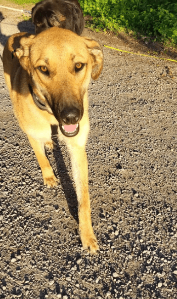 2024 06 25 09 19 19 Orlando ❤️traumhund Auf 4 Pfoten In Niedersachsen Buchholz Aller Mischling