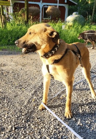 2024 06 25 09 19 23 Orlando ❤️traumhund Auf 4 Pfoten In Niedersachsen Buchholz Aller Mischling