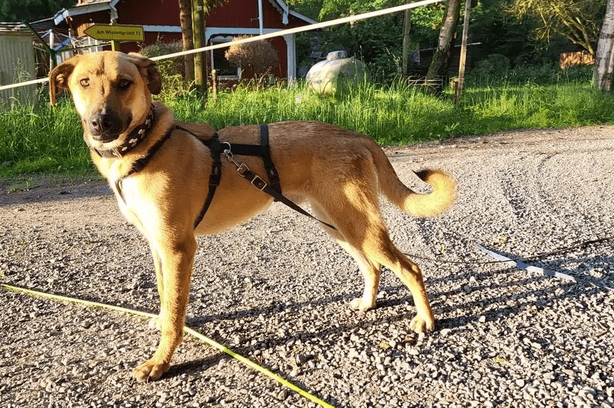 2024 06 25 09 19 31 Orlando ❤️traumhund Auf 4 Pfoten In Niedersachsen Buchholz Aller Mischling