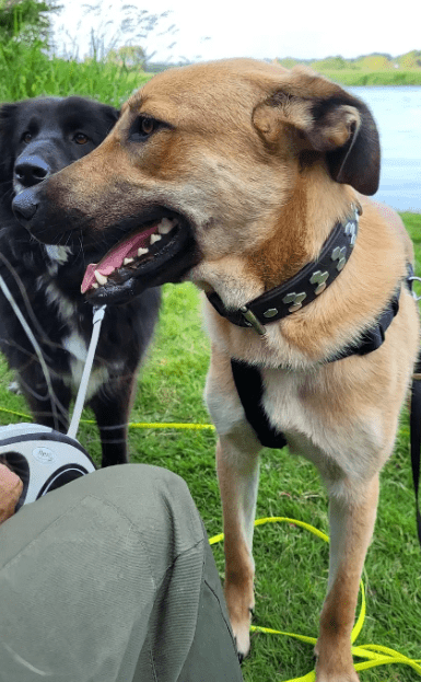 2024 06 25 09 19 41 Orlando ❤️traumhund Auf 4 Pfoten In Niedersachsen Buchholz Aller Mischling