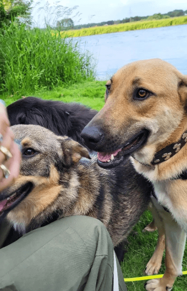 2024 06 25 09 19 45 Orlando ❤️traumhund Auf 4 Pfoten In Niedersachsen Buchholz Aller Mischling