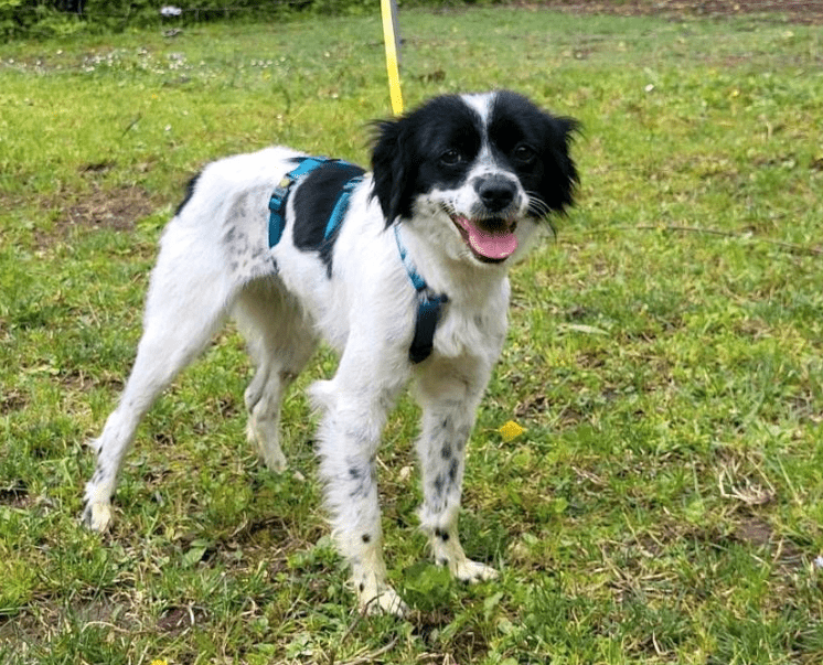 2024 06 25 09 20 57 Finni ❤️ Gute Laune Auf 4 Pfoten In Rheinland Pfalz Stadecken Elsheim Misch