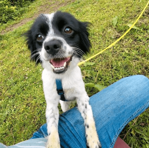 2024 06 25 09 21 06 Finni ❤️ Gute Laune Auf 4 Pfoten In Rheinland Pfalz Stadecken Elsheim Misch