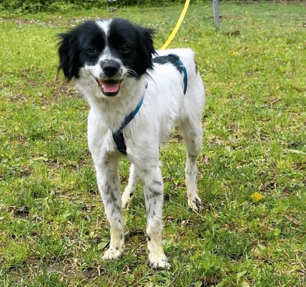 2024 06 25 09 21 13 Finni ❤️ Gute Laune Auf 4 Pfoten In Rheinland Pfalz Stadecken Elsheim Misch