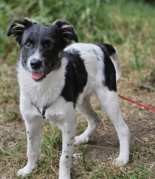 2024 08 11 22 29 22 Schönling ❤️percy❤️ In Schleswig Holstein Lübeck Mischlinge Und Mischlingswe