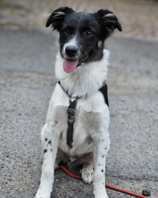 2024 08 11 22 29 26 Schönling ❤️percy❤️ In Schleswig Holstein Lübeck Mischlinge Und Mischlingswe