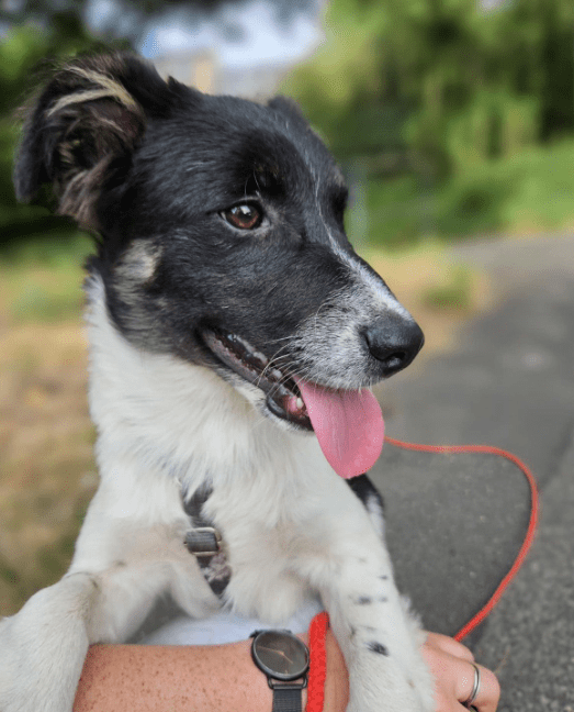 2024 08 11 22 29 30 Schönling ❤️percy❤️ In Schleswig Holstein Lübeck Mischlinge Und Mischlingswe