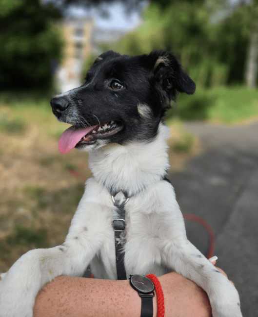 2024 08 11 22 29 35 Schönling ❤️percy❤️ In Schleswig Holstein Lübeck Mischlinge Und Mischlingswe