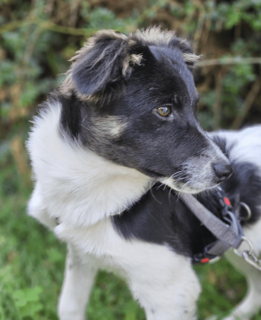 2024 08 11 22 29 39 Schönling ❤️percy❤️ In Schleswig Holstein Lübeck Mischlinge Und Mischlingswe