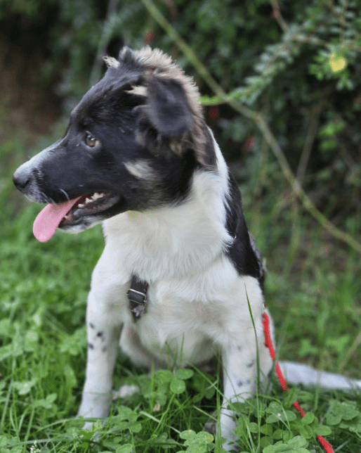 2024 08 11 22 29 43 Schönling ❤️percy❤️ In Schleswig Holstein Lübeck Mischlinge Und Mischlingswe