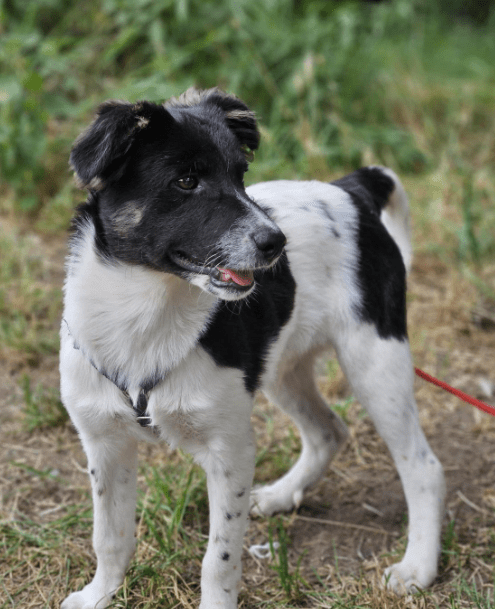 2024 08 11 22 29 49 Schönling ❤️percy❤️ In Schleswig Holstein Lübeck Mischlinge Und Mischlingswe